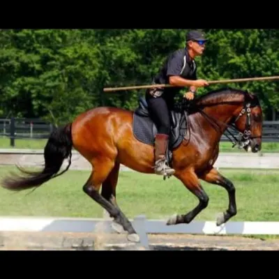 Functional Horsemanship 