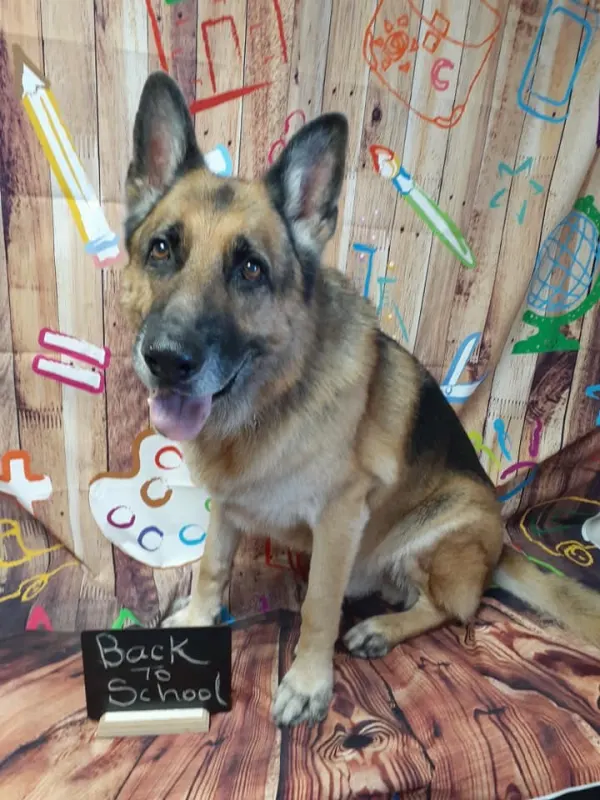 Abracadabra Pet Grooming Inc in Springfield, MO // HomeGuide