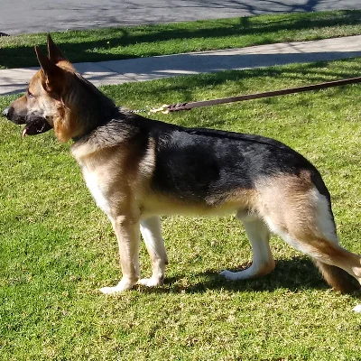 Inland Empire Dog Training School