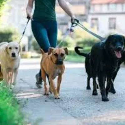 Wag Walker Boarding And Sitting