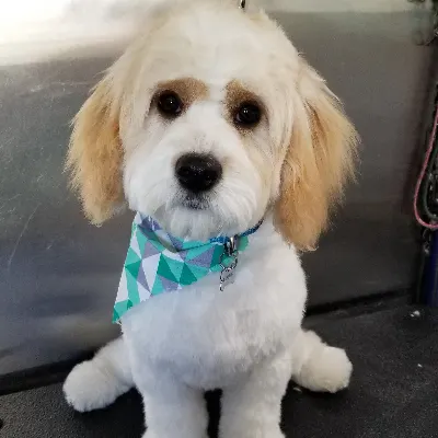 Amanda's Pin Up Pups