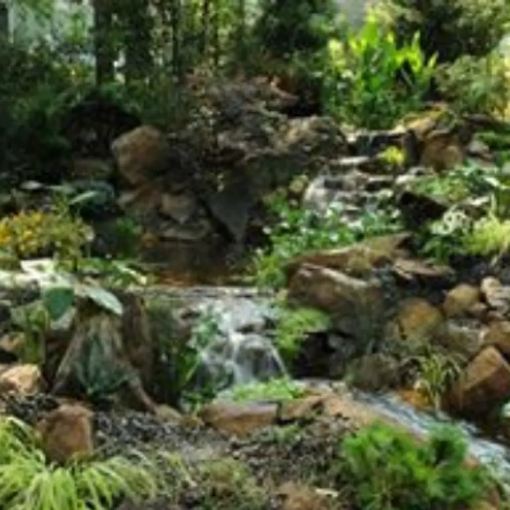 Premium Aquascapes