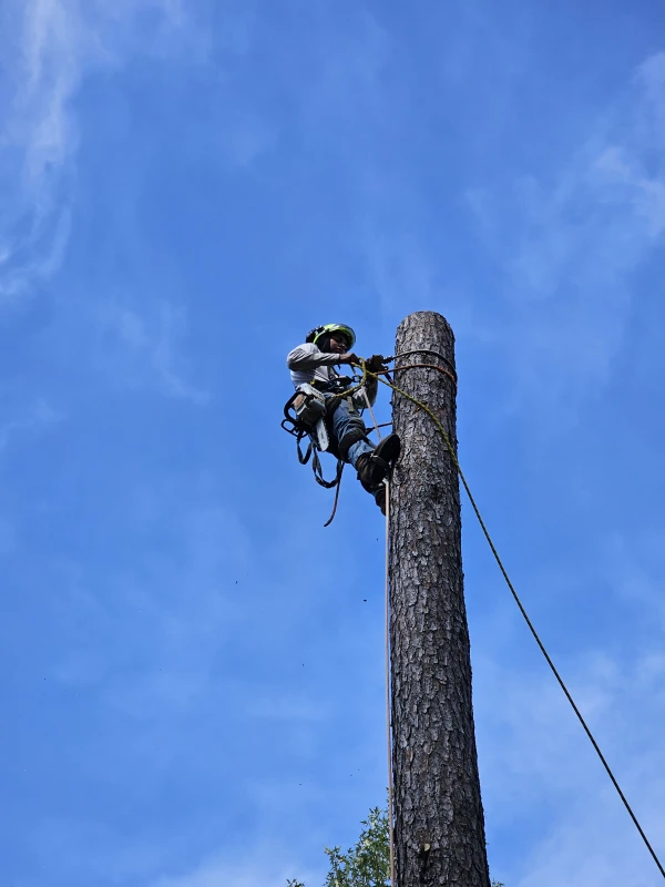 Tree removal in Brandon