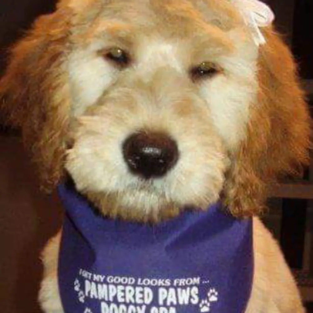 Pampered Paws Doggy Spa