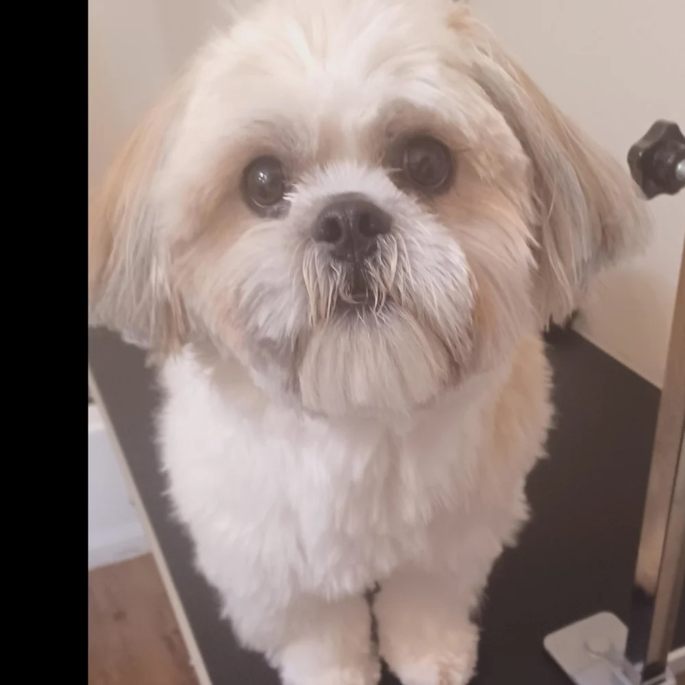 Halo's Love Pet Grooming & Dog Training