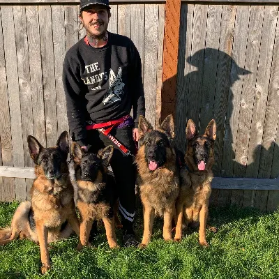 Pinnacle German Shepherds