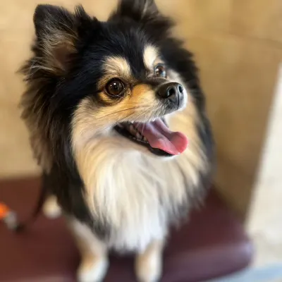 Bayside Animal Clinic