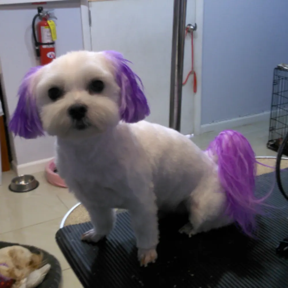 Doggie Paws Salon
