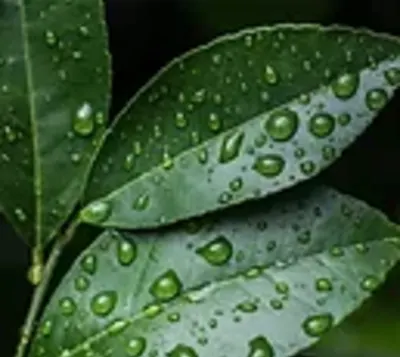 Nyeroganic Cleaning Service