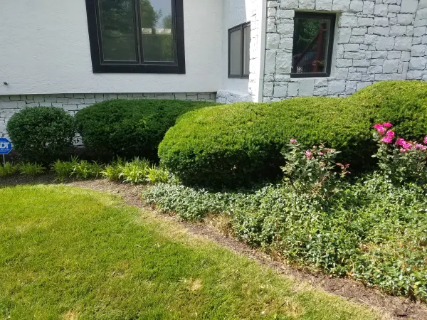 Hedge trimming