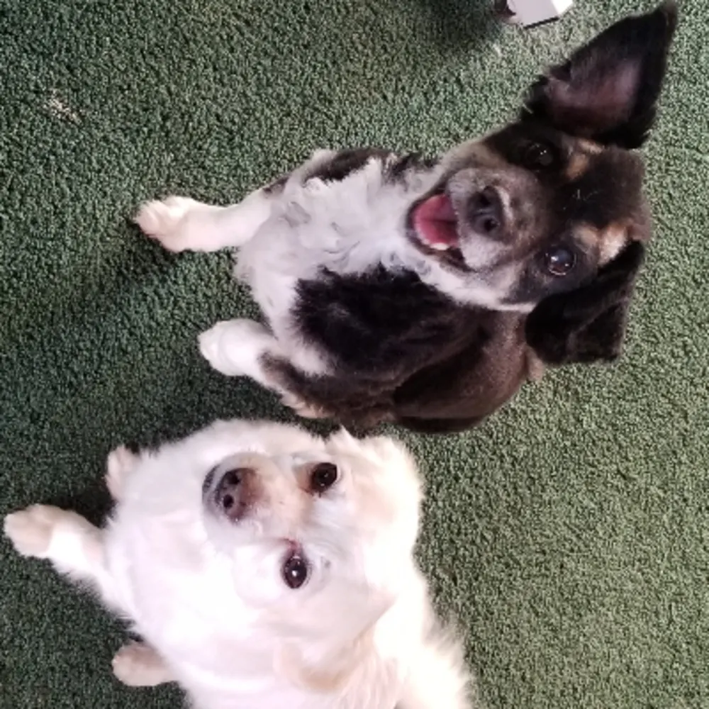 Titan Pet Services