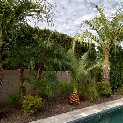 Scarlet Oak Landscaping