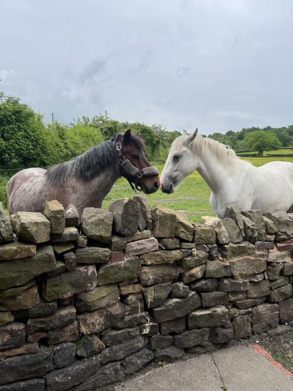 Living in the country and getting visits from our nay-bors