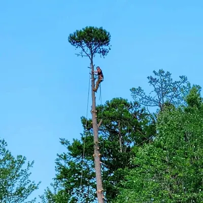 Cincy-Tree Service