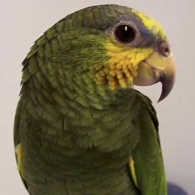 Burge Bird Services