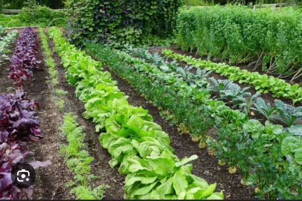 Conventional gardening