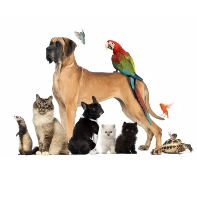 Mechanic Falls Veterinary Hospital