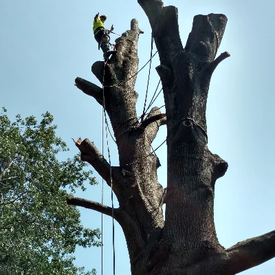 United Tree Service Llc