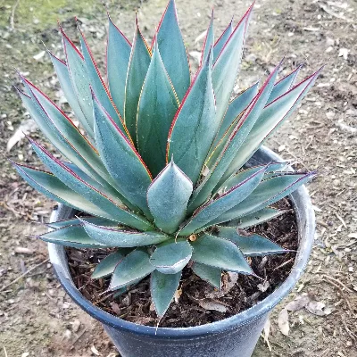 V&B Nursery Inc