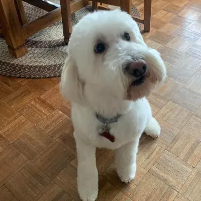 Tughill In Home Pet Grooming