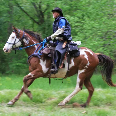 Practical Equine Training, Inc