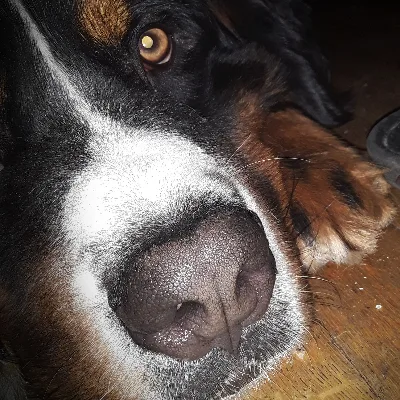 Hushpuppy Kisses Grooming, Boarding & Daycare