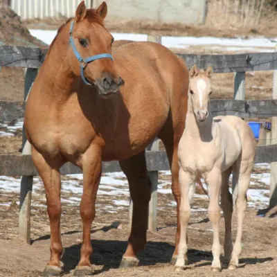 Topline Equine Veterinary Care