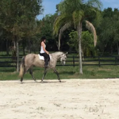 Gold Horse Training And Boarding
