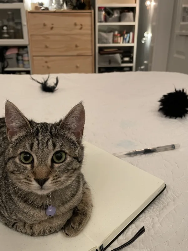 Kitten on notebook