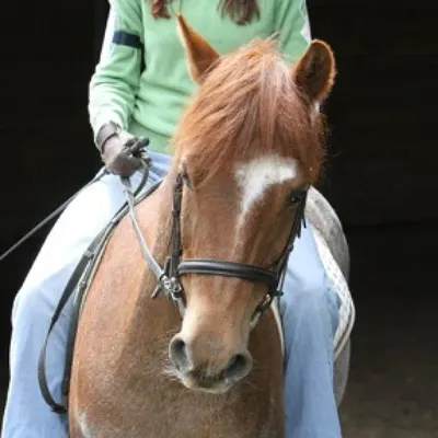 Riding Lessons For Beginners