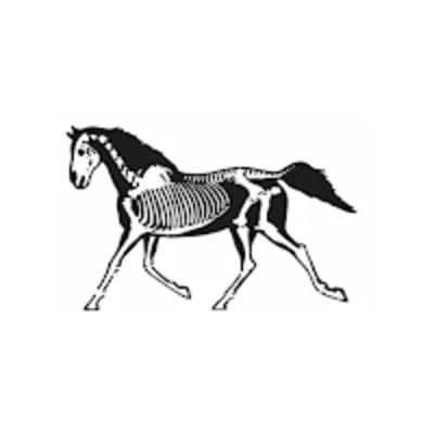 Estrella Equine Hospital