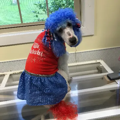 Cindy Mae’s Professional Dog Grooming