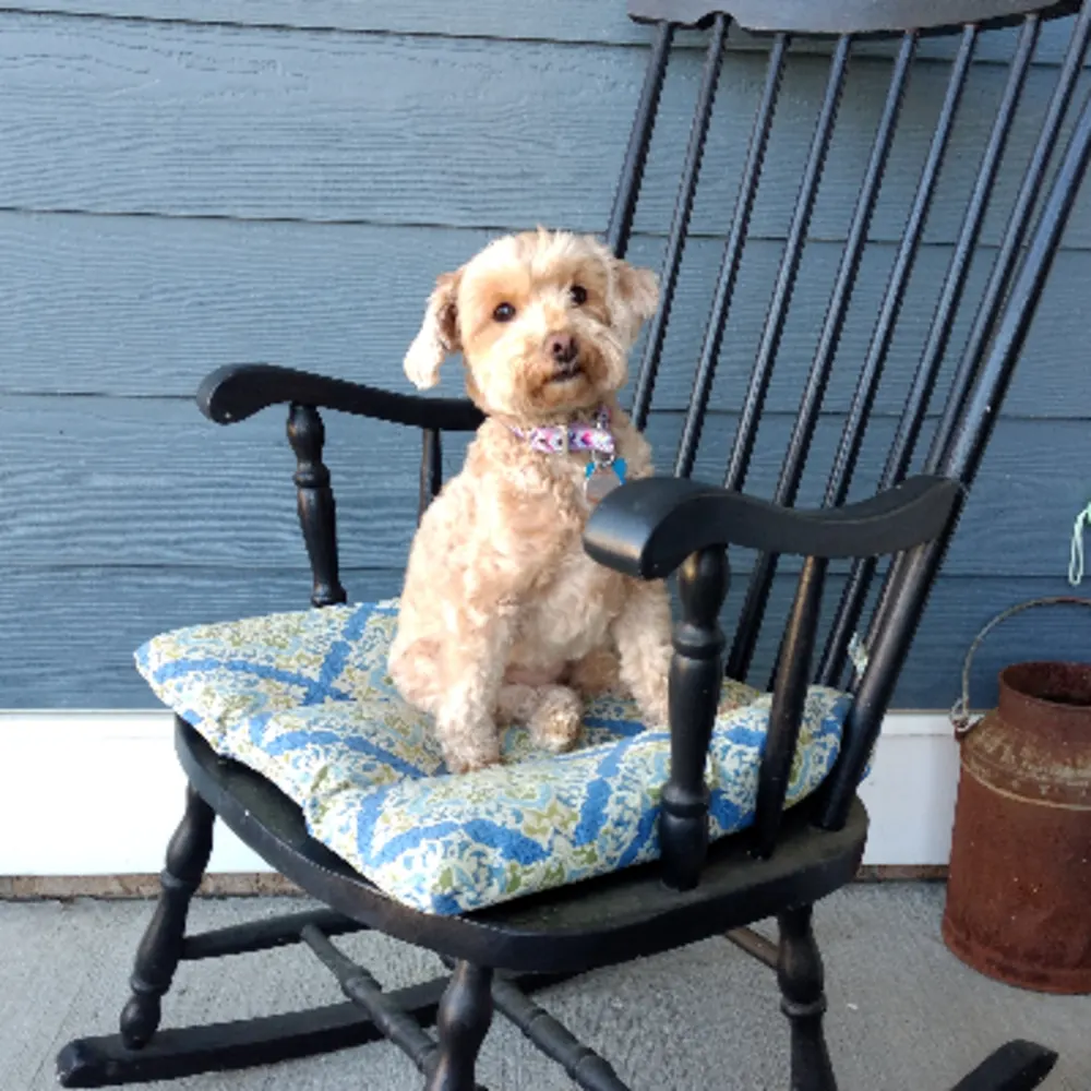 Sophisticuts Dog Salon LLC