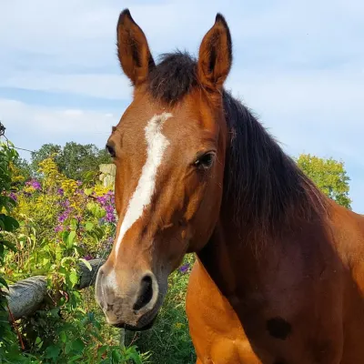 Emberwood Equestrian Center