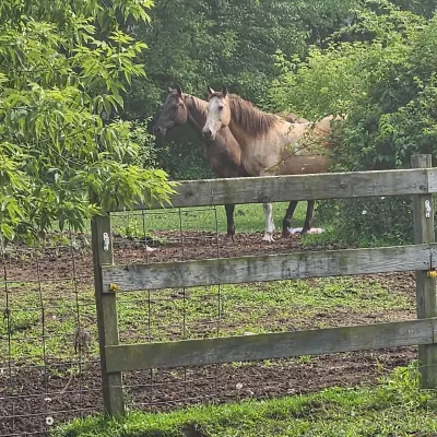 Forbes Riding Lessons