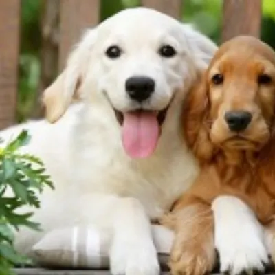 By The Numbers Pet Grooming
