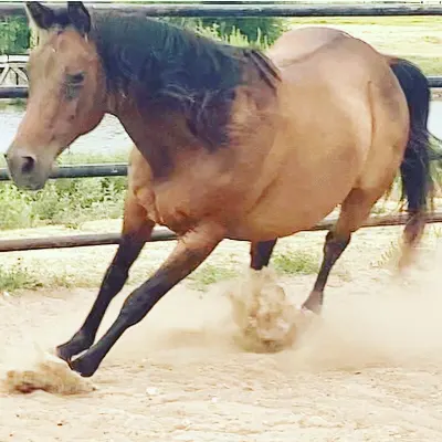 Choctaw Pony Horsemanship