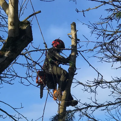 NW Tree Work