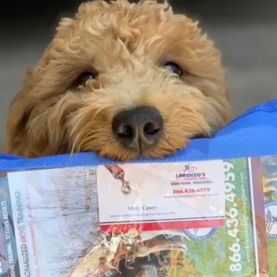 Mary Casey-Dogtrainer Lorenzo’s Dog Training Team