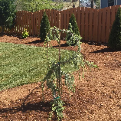 Stone, Soils And Shrubs