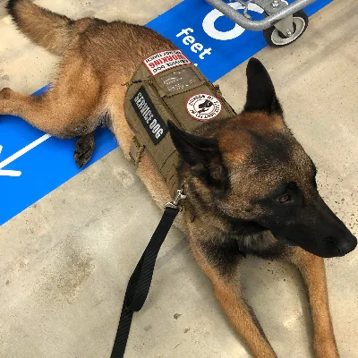 Service Dogsz