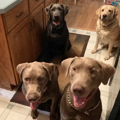 Angels In The Innfield Dog Training And Boarding