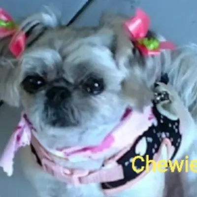 Head To Tail Small Dog Groom And Board