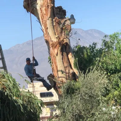 Palm Desert Tree Service