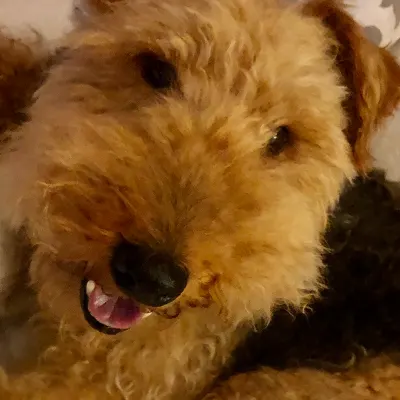NY/NJ Dog Trainer, Delray Beach Dog Trainer