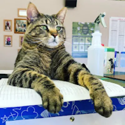Camanche Veterinary Clinic