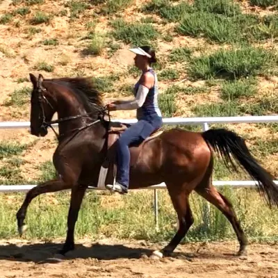 Aretha’s Gentle Horsemanship