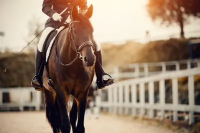 John Elliott Performance Horses