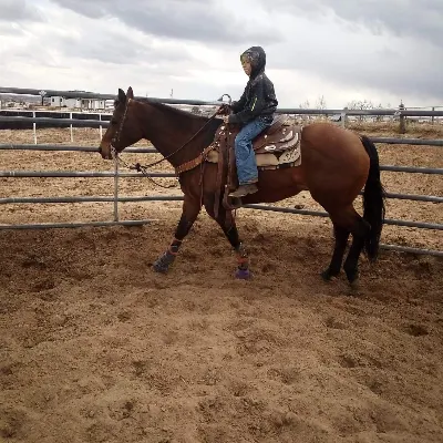 Wild Wind Horses