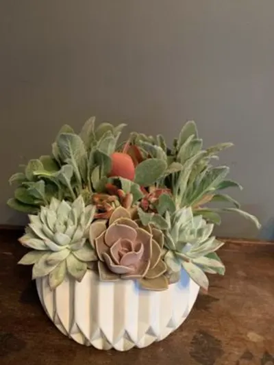 Succulent Simon